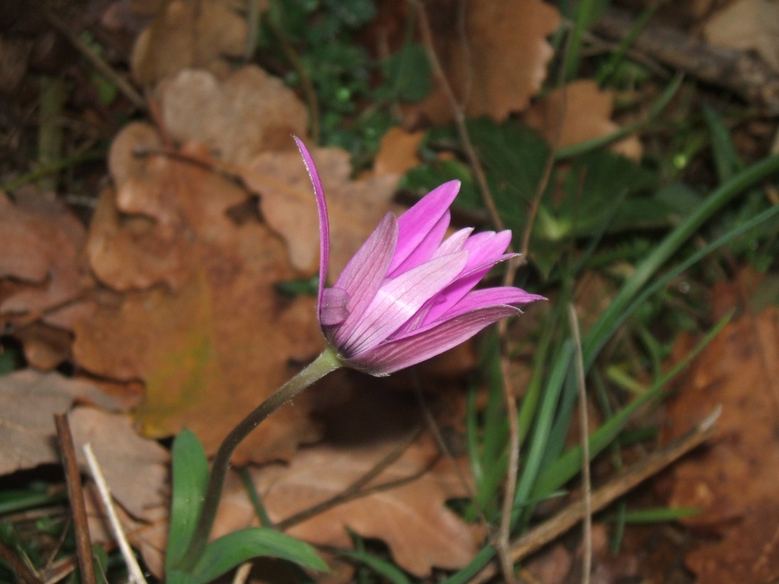 Gennaio sul Gargano - Anemone hortensis, Crocus biflorus